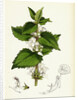 Lamium Album White Dead-Nettle by Anonymous