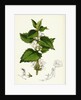 Lamium Album White Dead-Nettle by Anonymous