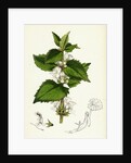 Lamium Album White Dead-Nettle by Anonymous