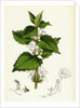 Lamium Album White Dead-Nettle by Anonymous