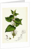 Lamium Album White Dead-Nettle by Anonymous