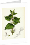 Lamium Album White Dead-Nettle by Anonymous