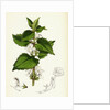 Lamium Album White Dead-Nettle by Anonymous