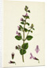 Calamintha Menthifolia Var. Briggsii Common Calamint Var. B. by Anonymous