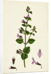 Calamintha Menthifolia Var. Briggsii Common Calamint Var. B. by Anonymous