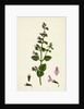 Calamintha Menthifolia Var. Briggsii Common Calamint Var. B. by Anonymous
