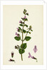 Calamintha Menthifolia Var. Briggsii Common Calamint Var. B. by Anonymous
