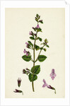 Calamintha Menthifolia Var. Briggsii Common Calamint Var. B. by Anonymous