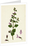 Calamintha Menthifolia Var. Briggsii Common Calamint Var. B. by Anonymous