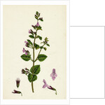 Calamintha Menthifolia Var. Briggsii Common Calamint Var. B. by Anonymous