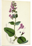 Calamintha Sylvatica Wood Calamint by Anonymous