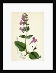 Calamintha Sylvatica Wood Calamint by Anonymous