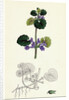 Nepeta Glechoma Ground Ivy by Anonymous