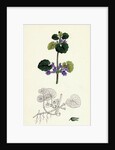Nepeta Glechoma Ground Ivy by Anonymous