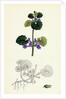 Nepeta Glechoma Ground Ivy by Anonymous