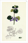 Nepeta Glechoma Ground Ivy by Anonymous