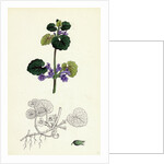 Nepeta Glechoma Ground Ivy by Anonymous