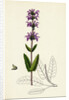 Salvia Clandestina Small-Flowered Clary by Anonymous