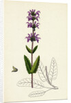 Salvia Clandestina Small-Flowered Clary by Anonymous