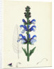 Salvia Pratensis Meadow Clary by Anonymous