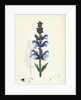 Salvia Pratensis Meadow Clary by Anonymous