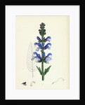 Salvia Pratensis Meadow Clary by Anonymous