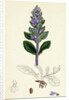 Ajuga Reptans Common Bugle by Anonymous