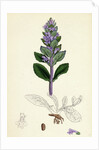 Ajuga Reptans Common Bugle by Anonymous