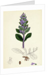 Ajuga Reptans Common Bugle by Anonymous