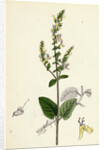 Teucrium Scorodonia Wood Germander by Anonymous