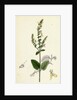 Teucrium Scorodonia Wood Germander by Anonymous