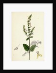 Teucrium Scorodonia Wood Germander by Anonymous