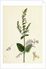 Teucrium Scorodonia Wood Germander by Anonymous