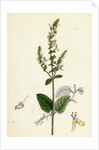 Teucrium Scorodonia Wood Germander by Anonymous