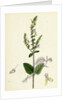 Teucrium Scorodonia Wood Germander by Anonymous