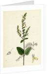 Teucrium Scorodonia Wood Germander by Anonymous