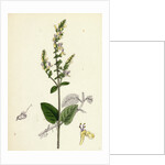 Teucrium Scorodonia Wood Germander by Anonymous