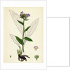 Pulmonaria Angustifolia Narrow-Leaved Lungwort by Anonymous
