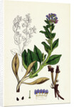 Mertensia Maritima Oyster-Plant by Anonymous
