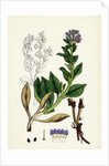 Mertensia Maritima Oyster-Plant by Anonymous