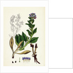 Mertensia Maritima Oyster-Plant by Anonymous