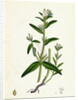 Lithospermum Arvense Corn Gromwell by Anonymous
