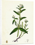 Lithospermum Arvense Corn Gromwell by Anonymous