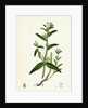 Lithospermum Arvense Corn Gromwell by Anonymous