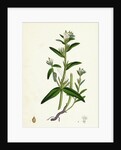Lithospermum Arvense Corn Gromwell by Anonymous