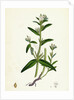 Lithospermum Arvense Corn Gromwell by Anonymous