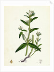 Lithospermum Arvense Corn Gromwell by Anonymous