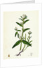 Lithospermum Arvense Corn Gromwell by Anonymous