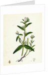 Lithospermum Arvense Corn Gromwell by Anonymous