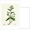 Lithospermum Arvense Corn Gromwell by Anonymous
